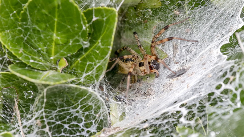 Spider on a web near wild wetland in Sangju, South Korea